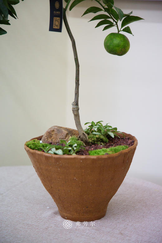 观赏桔 商品图2