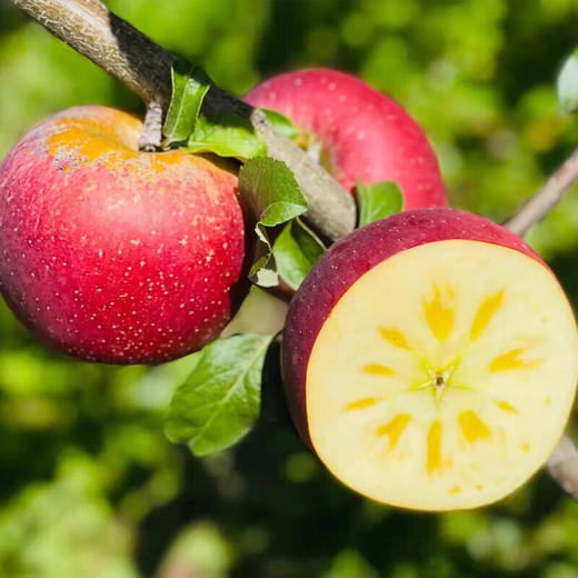 【严选】正宗盐源大凉山丑苹果 新鲜水果现摘现发小中大果 4.5/8斤彩箱装 （厂家直发） 商品图3