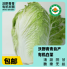 沃野青青自产有机白菜  4斤左右（约1-2个） 基地发货 顺丰包邮 商品缩略图0