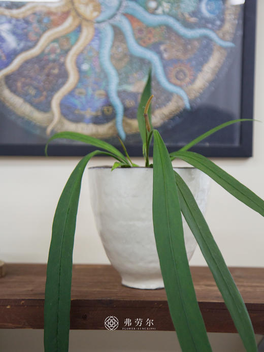 维塔领带 商品图2