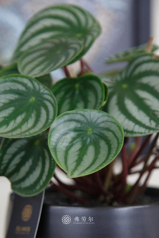 西瓜皮 商品图2