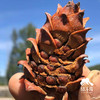 野生偃松仁| 合作生产*Wild pine nuts|  Partner Production 商品缩略图3