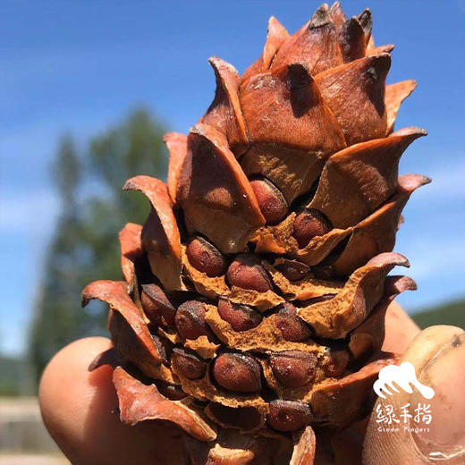 野生偃松仁| 合作生产*Wild pine nuts|  Partner Production 商品图3
