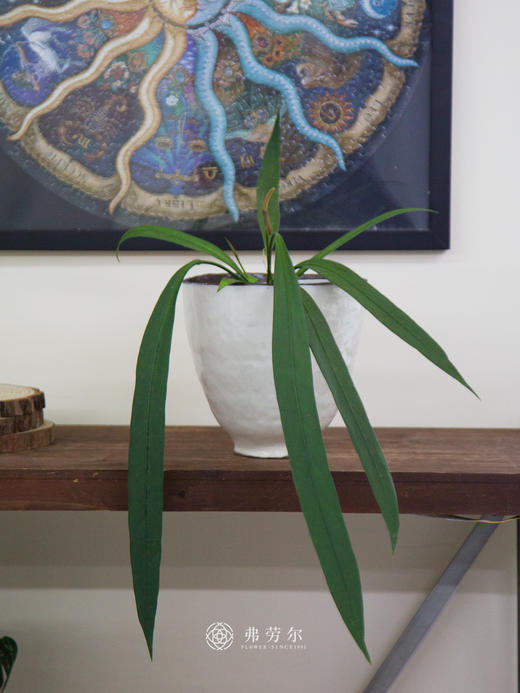 维塔领带 商品图0