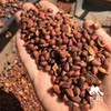 野生偃松仁| 合作生产*Wild pine nuts|  Partner Production 商品缩略图2