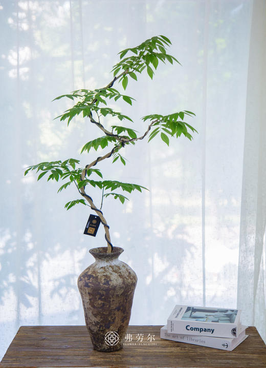 黄花梨 商品图0