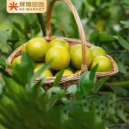 广东德庆有机皇帝柑含箱5斤装/10斤装大果（60-65mm） 商品图4