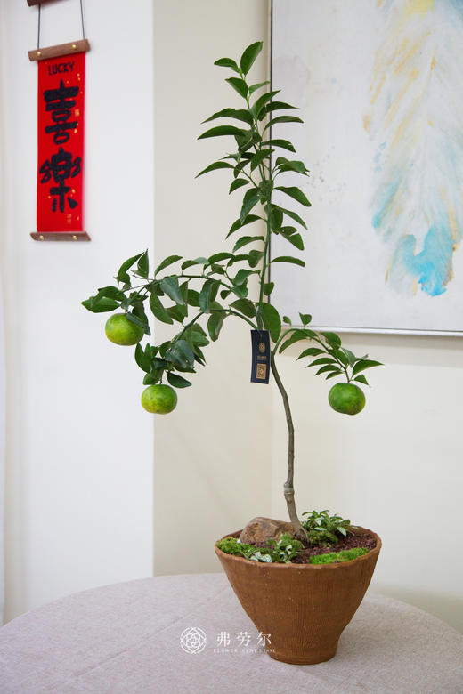 观赏桔 商品图0