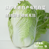 沃野青青自产有机白菜  4斤左右（约1-2个） 基地发货 顺丰包邮 商品缩略图1