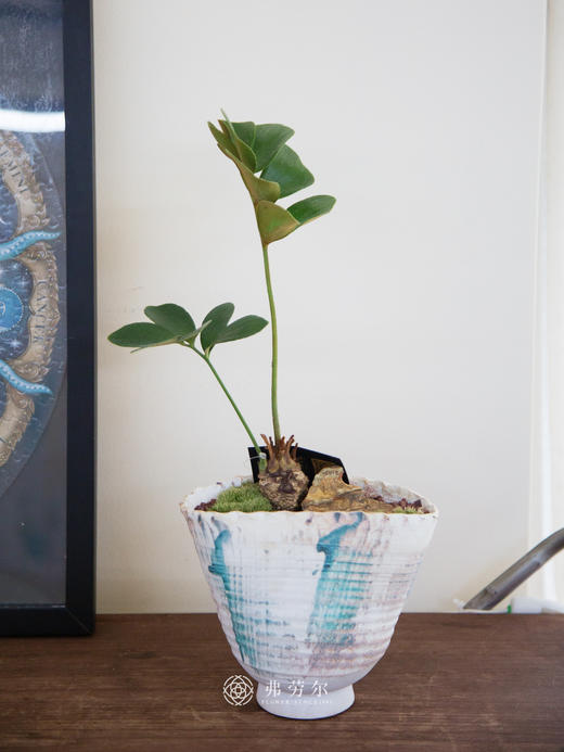 巴西铁 商品图0