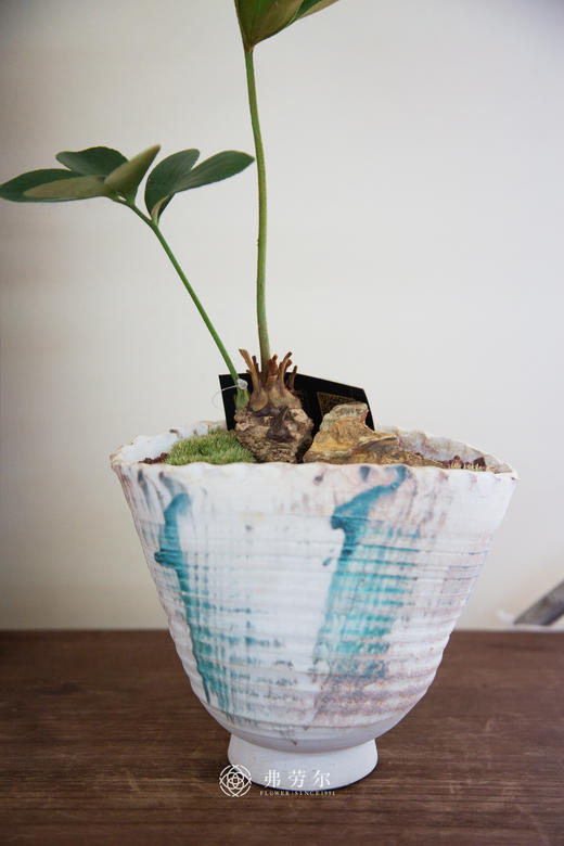 巴西铁 商品图1