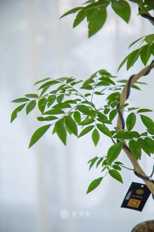 黄花梨 商品图1