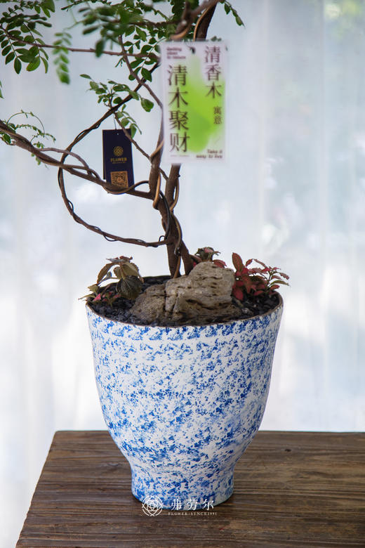 造型红芽清香木 商品图1