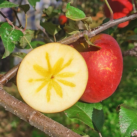 【严选】正宗盐源大凉山丑苹果 新鲜水果现摘现发小中大果 4.5/8斤彩箱装 （厂家直发） 商品图2