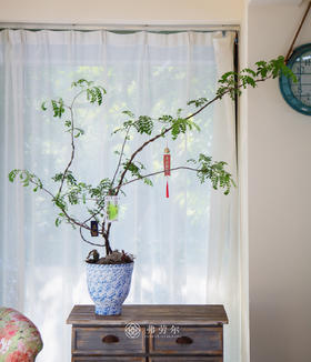 造型红芽清香木