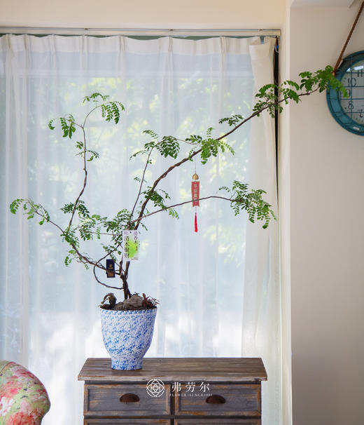 造型红芽清香木 商品图0