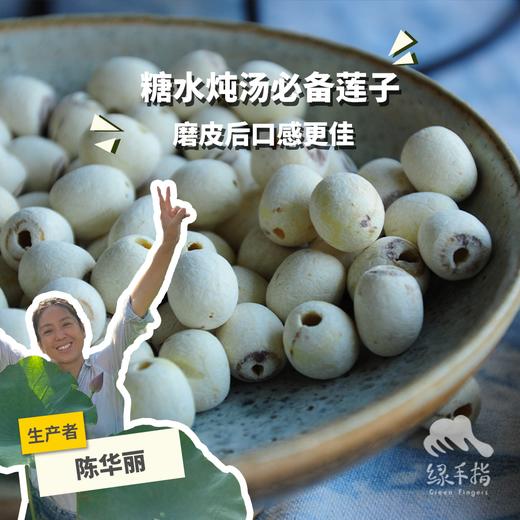 生态贡莲（磨皮白莲子） | 合作生产* Eco-lotus seed | Coproduction 商品图0