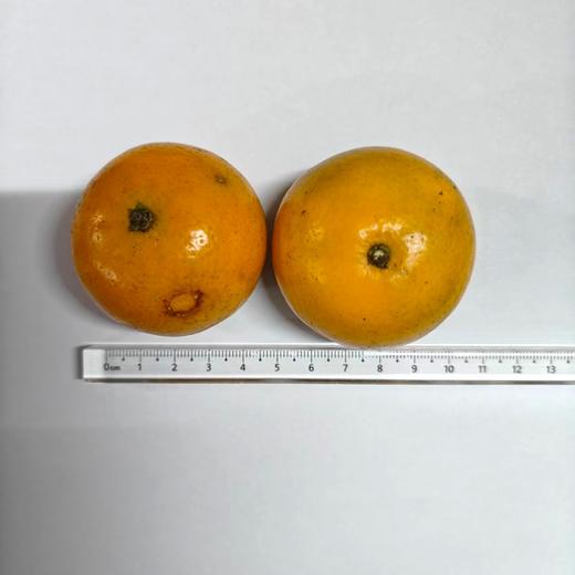 生态沃柑（清远，中通） | 合作生产*Eco-orah | Partner Production 商品图2