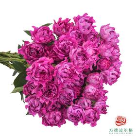 嘉荷多头- 梅子海葵 10枝一扎