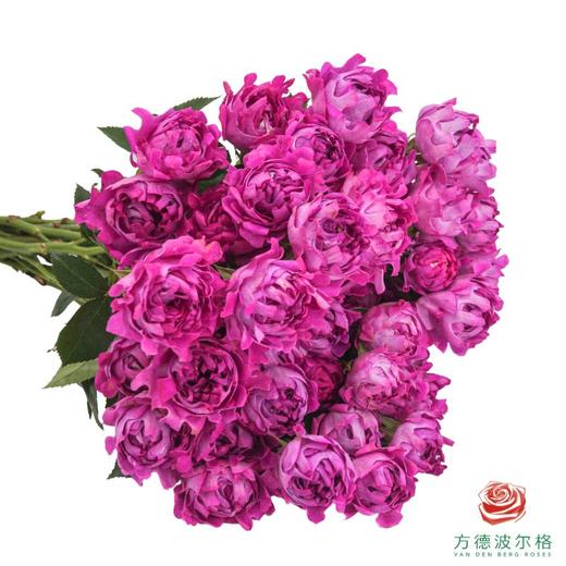 梅子海葵 10枝一扎 商品图0