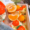 耙耙柑散称  味道浓郁 化渣率高 不干水 商品缩略图0