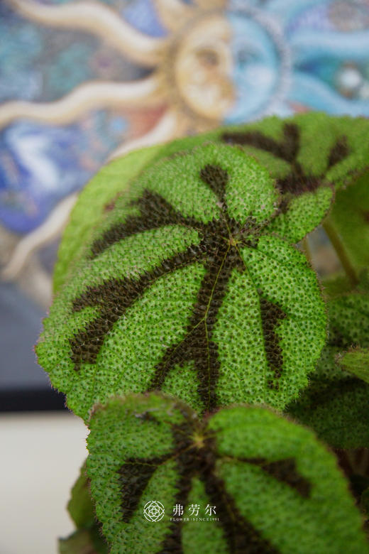 铁十字秋海棠 商品图2