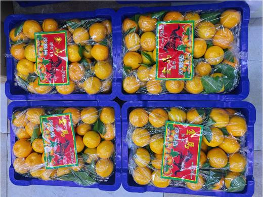 金马蜜桔一箱 商品图2