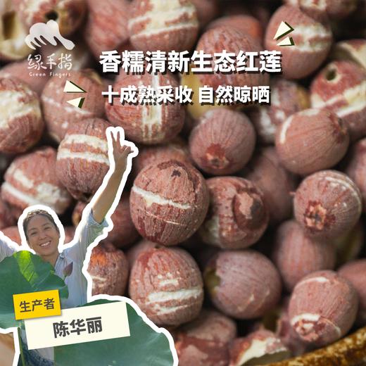 生态红莲 | 合作生产* Eco-lotus seed | Coproduction 商品图0