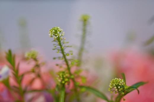 康乃馨 商品图4