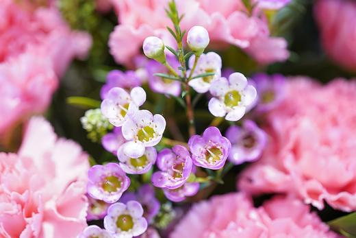 康乃馨 商品图3