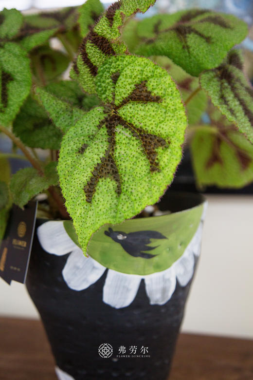 铁十字秋海棠 商品图1