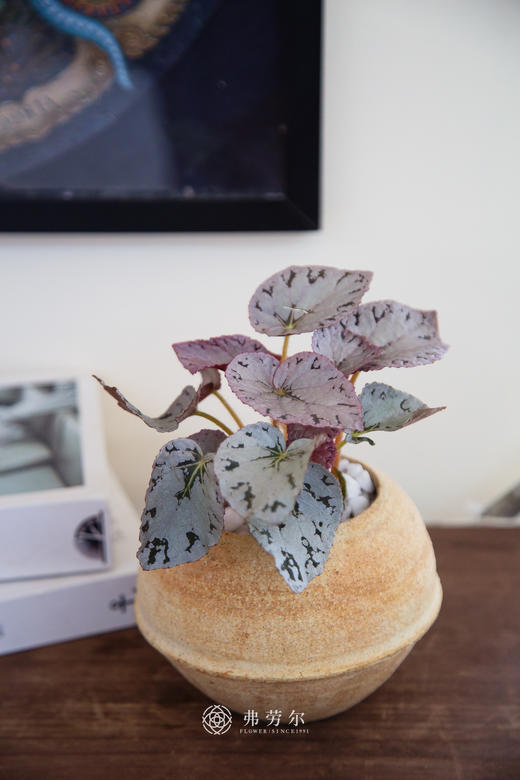 秋海棠 商品图4