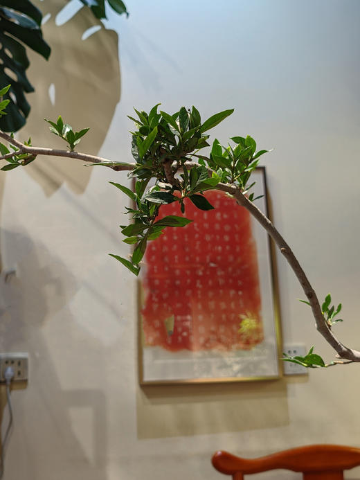 造型海岛栀子花 商品图1