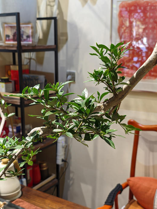 造型海岛栀子花 商品图2