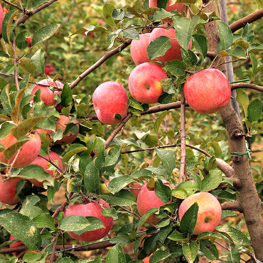 【同行精选】有机阿珍富士苹果 2025年新鲜采摘 脆甜口感 有机认证 商品图4