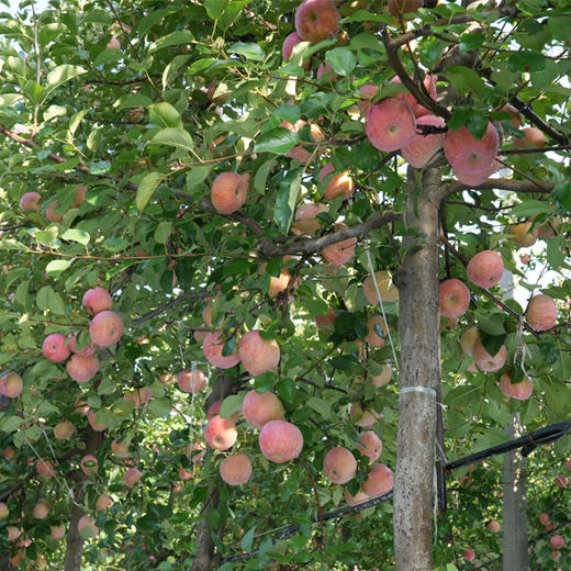 【同行精选】有机阿珍富士苹果 2025年新鲜采摘 脆甜口感 有机认证 商品图2