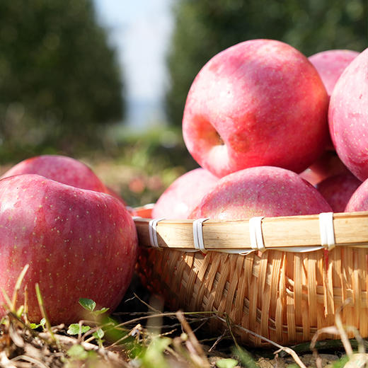 【同行精选】有机阿珍富士苹果 2025年新鲜采摘 脆甜口感 有机认证 商品图3