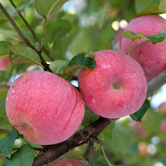 【同行精选】有机阿珍富士苹果 2025年新鲜采摘 脆甜口感 有机认证