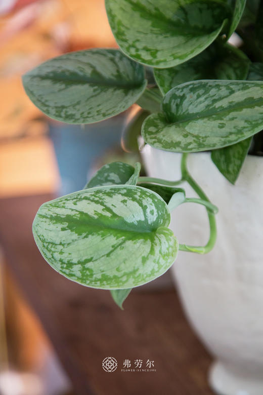 白盆银斑葛 商品图2