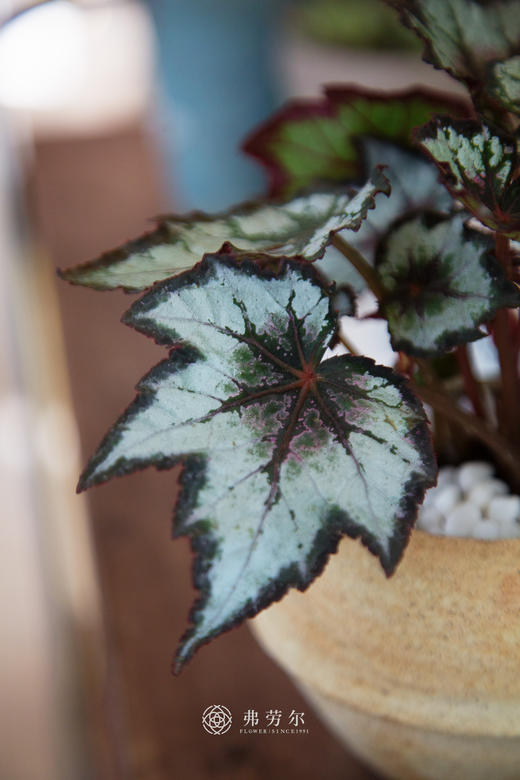 秋海棠 商品图2