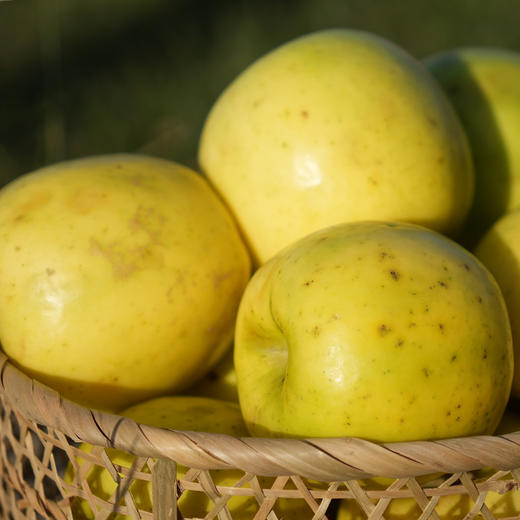 【新春特惠 立减10元】有机阿珍富士 瑞雪苹果瑕疵果特卖高性价比 有机苹果 有机认证 商品图4