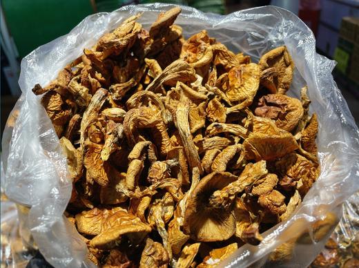 大众小黄蘑一份 商品图0