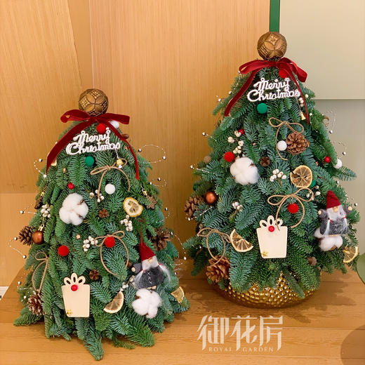 诺贝松圣诞树 商品图0