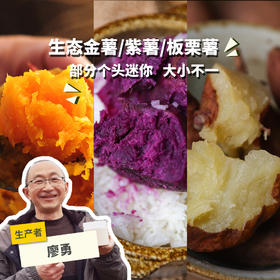 生态红薯/金薯/紫薯/板栗香薯（大小不一，申通）| 合作生产* Eco sweet potato | Coproduction