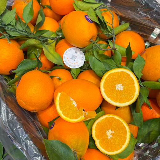 付氏脐橙 赣南脐橙 橙子 汁水多 商品图1