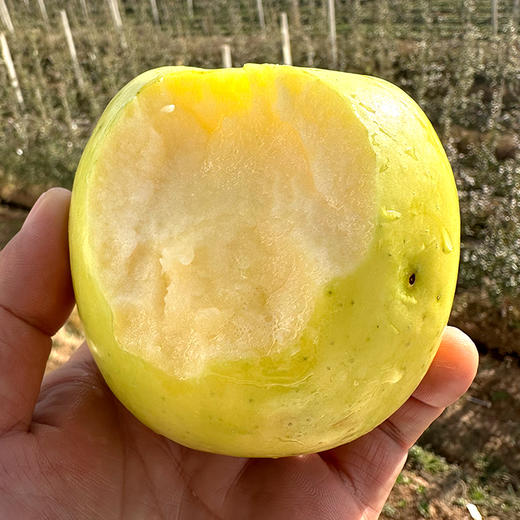 【新春特惠 立减10元】有机阿珍富士 瑞雪苹果瑕疵果特卖高性价比 有机苹果 有机认证 商品图2