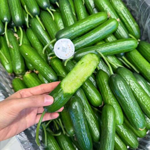小黄瓜 清香脆甜 嘎嘣脆 商品图5