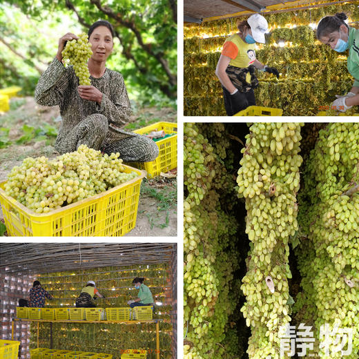 有机葡萄干｜新疆哈密 商品图1