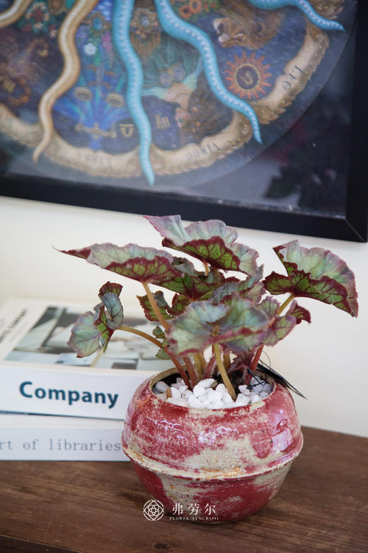 秋海棠 商品图3