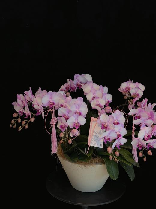 微风蝶语 · 蝴蝶兰盆栽 商品图1